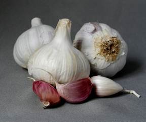 Descrio: C:\Users\Claudia\Pictures\fresh garlic4.jpg